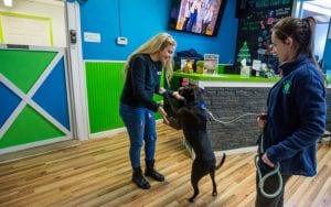 dog daycare franchises