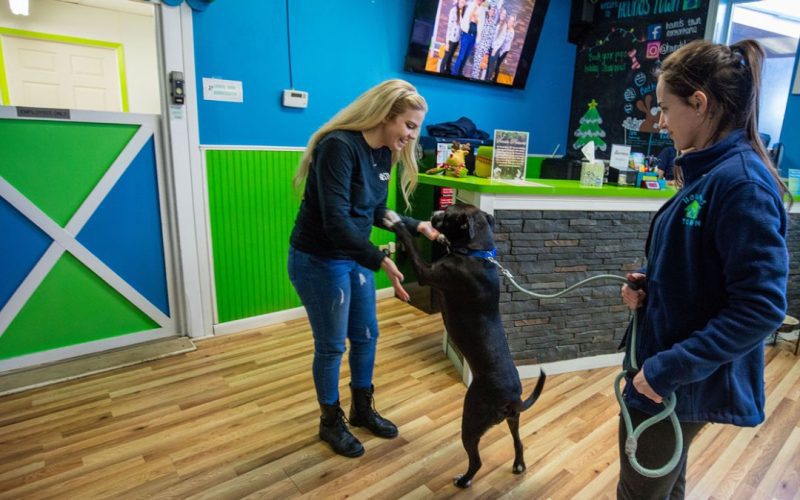 dog daycare franchises