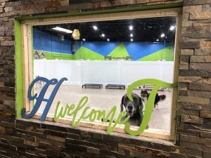 Detroit MI doggie daycare