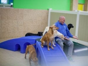dog daycare