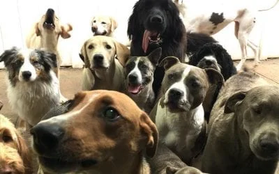 A large group of happy dogs of various breeds gathered