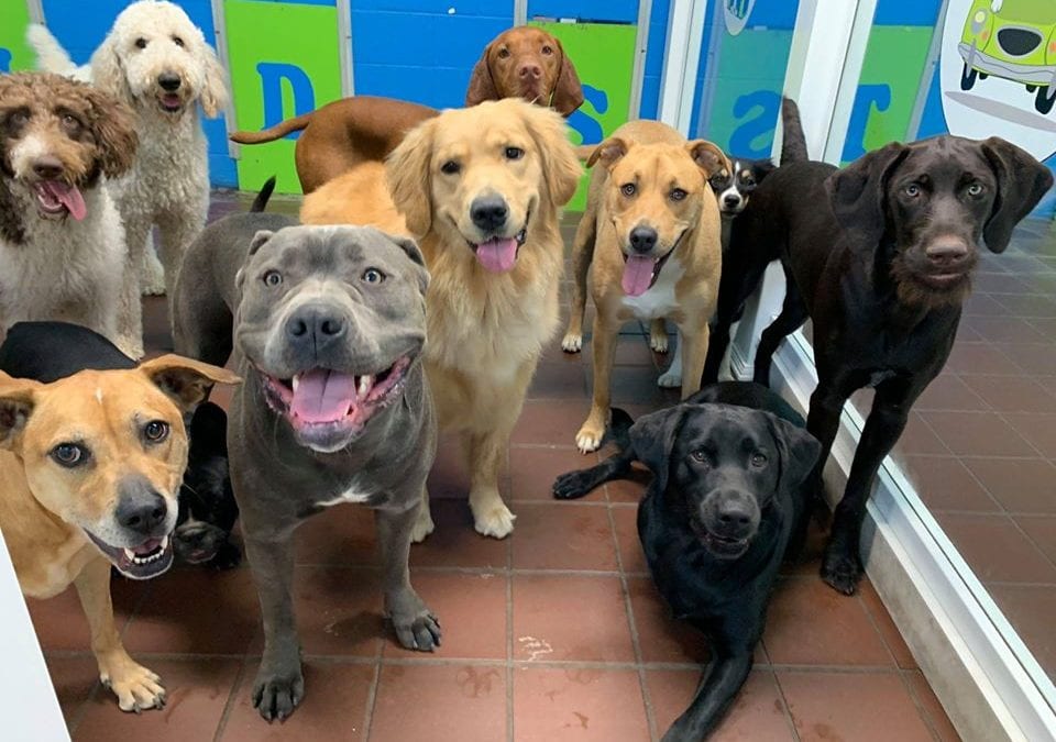 Pittsburgh Doggy Daycare Is the “Place for Dogs to be Dogs”