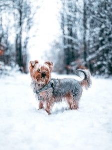 dog daycare franchise winter