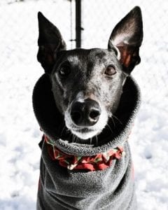 dog in sweater