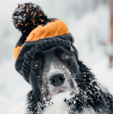 dog daycare franchise winter