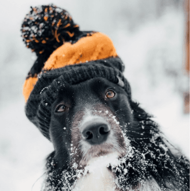 A black and white dog with snow on its fur wears a black and orange knitted winter