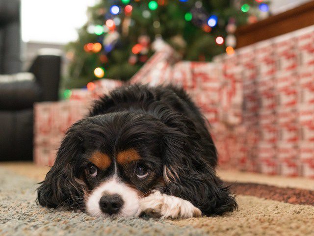 dog safety during the holidays
