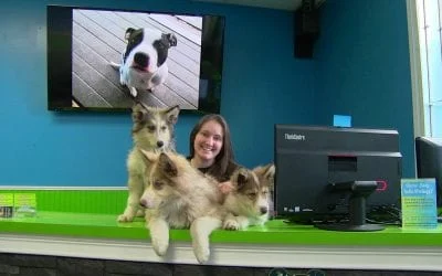 Smiling woman with three husky puppies on a green