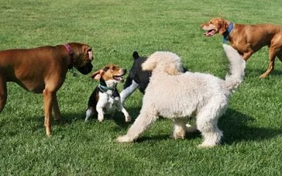 Four happy dogs of various breeds playing together on a