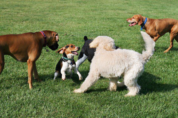 How to Open A Doggie Daycare Business