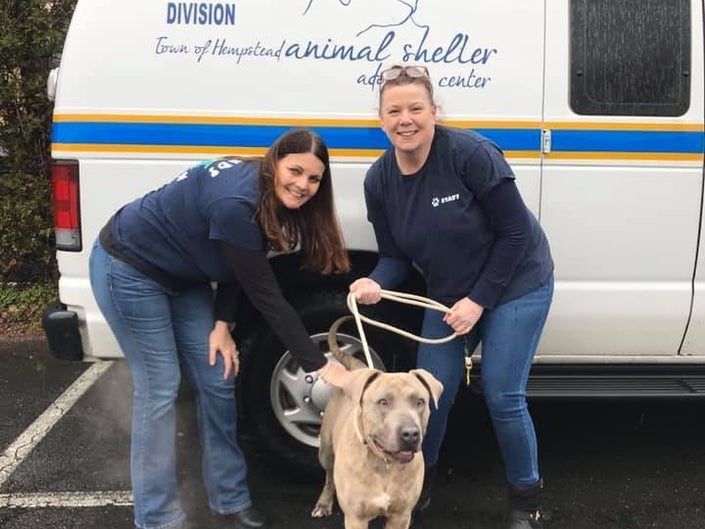 doggie daycare franchise 