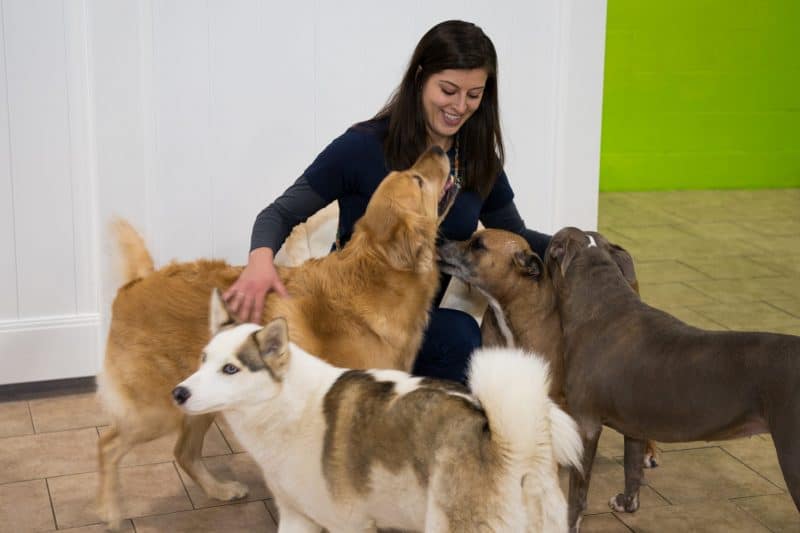 dog daycare franchise Hounds Town USA