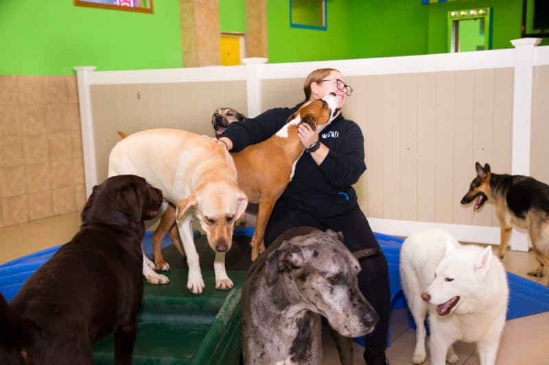 Bergen County, NJ dog daycare franchise