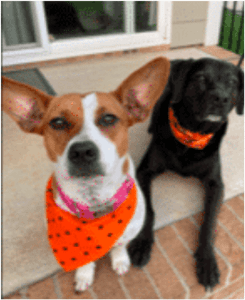 Dog Daycare Franchise in Raleigh