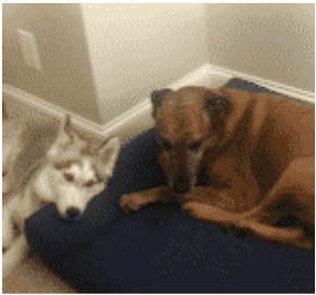 Dog Daycare Franchise Owners' dogs