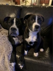 Doggie daycare franchise pups Jake and Marley