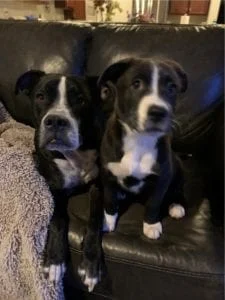 Doggie daycare franchise pups Jake and Marley