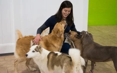 Smiling woman petting a golden retriever surrounded by several happy