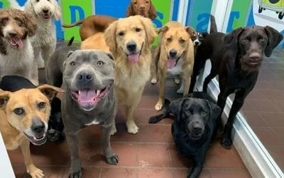 A diverse group of happy dogs, including golden