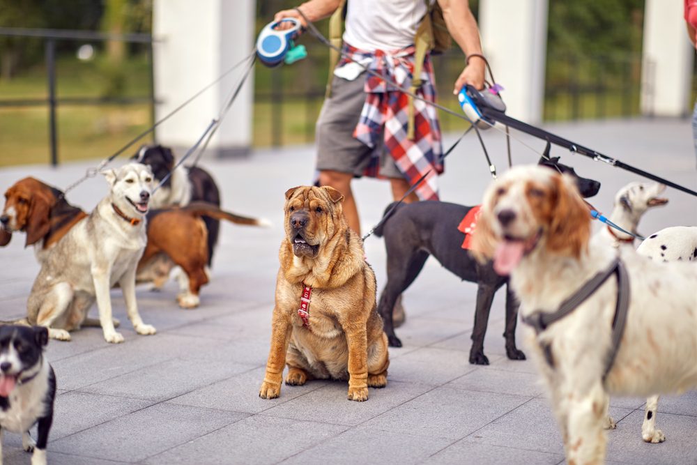 A group of dogs being walked by a dog walker from Hounds Town USA