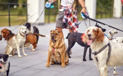 A person walking a large group of diverse dogs on