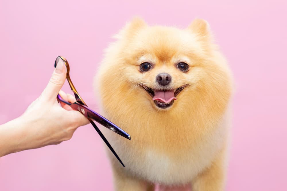 How to Start a Dog Grooming Business