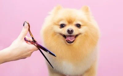 Happy Pomeranian dog smiling while getting groomed with