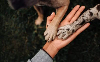 Human hand gently holding two dog paws, symbolizing