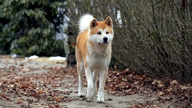 Hachiko - Pop Culture Dogs