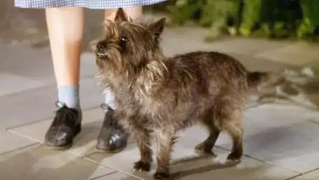 Toto Oz - Pop Culture Dogs