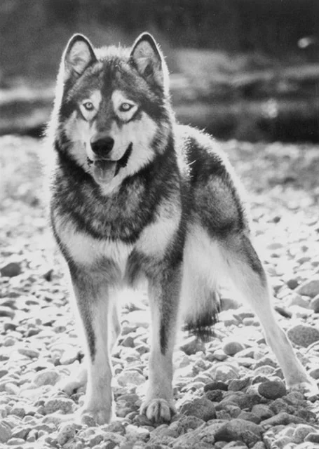 White Fang - Pop Culture Dogs