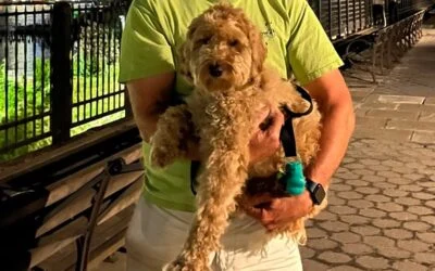 Edward Burke holding a happy Goldendoodle puppy