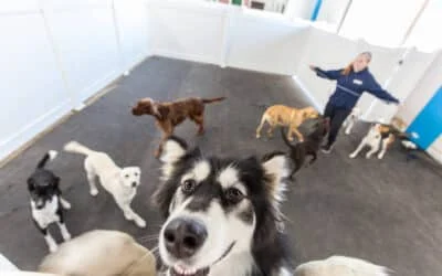 Happy husky-mix dog selfie with other dogs and