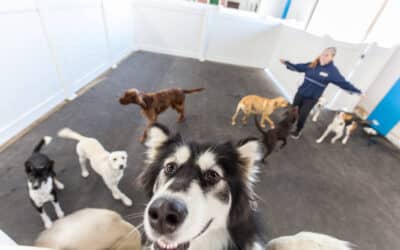 Stay Cool with Your Dog This Summer: Our Top Safety Tips!