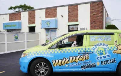 Branded Hounds Town Doggie Daycare