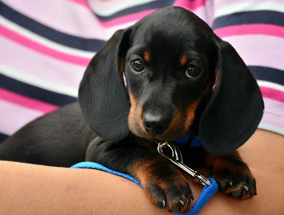 Hounds Town USA Franchise - Jacksonville, Florida