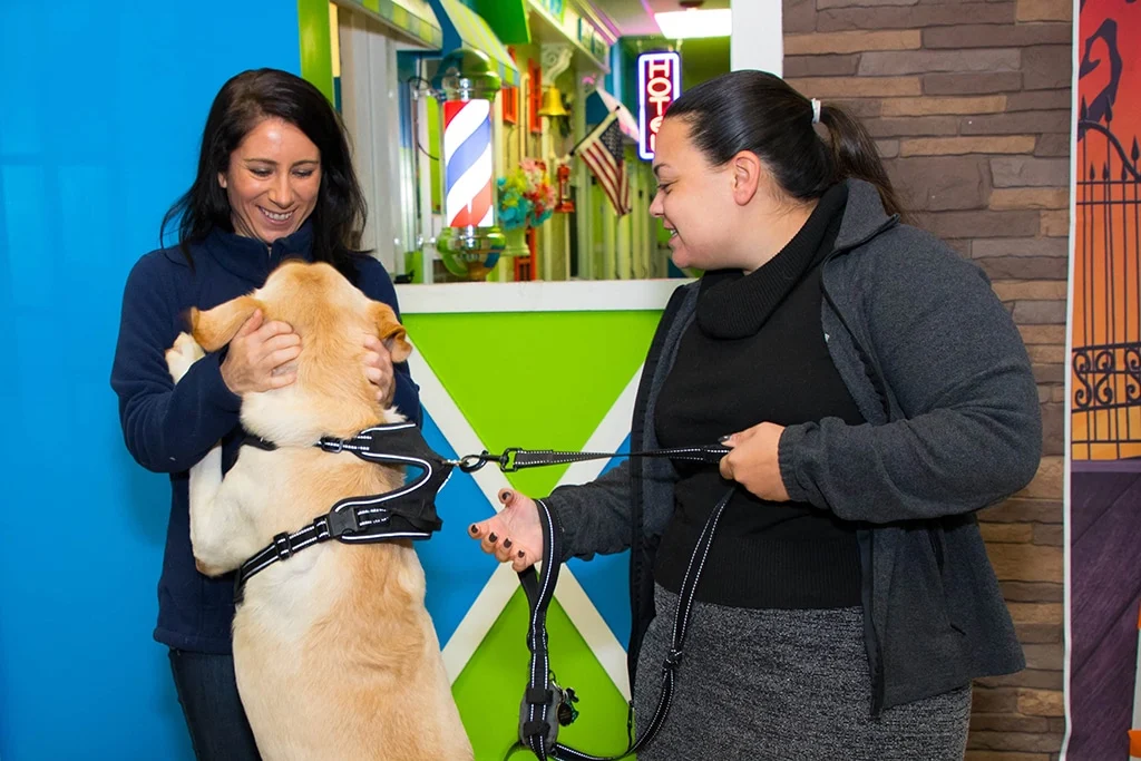 Own A Hounds Town Doggy Daycare Franchise - 3