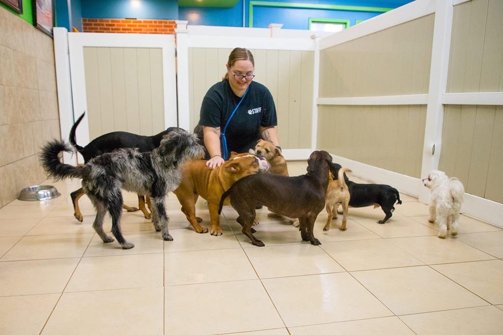 Doggy Daycare Essential Business - 4