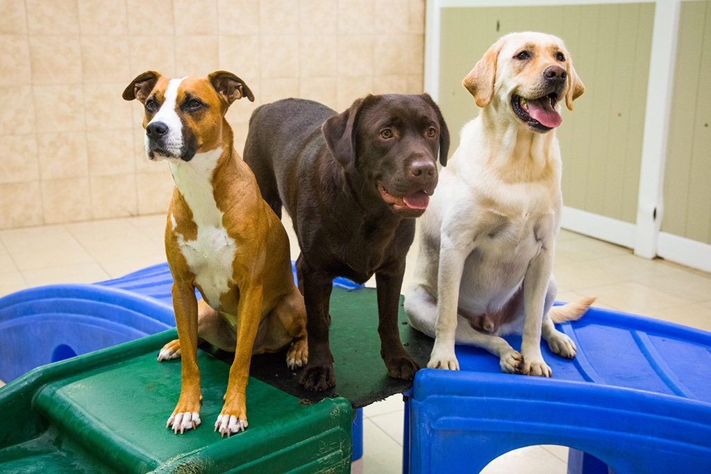 Dog Daycare Franchise - Hounds Town USA - 3
