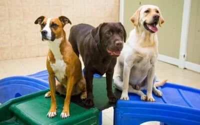 Three happy dogs (Boxer mix
