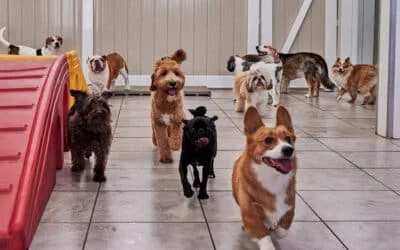 Happy dogs of various breeds running and playing