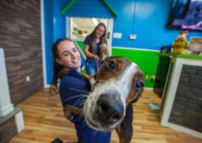 Affordable Dog Daycare Franchise - Hounds Town USA - 3