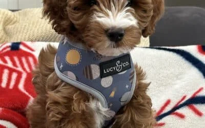 Fluffy brown and white puppy wearing a blue