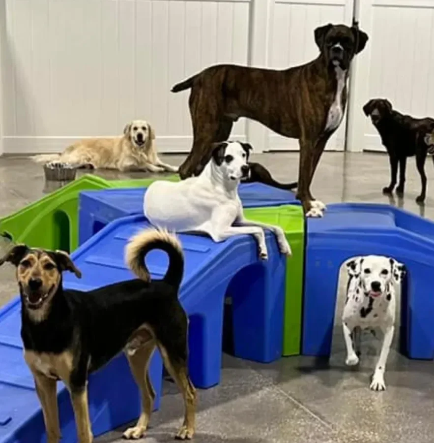A group of dogs playing on colorful ramps in a bright indoor daycare setting.