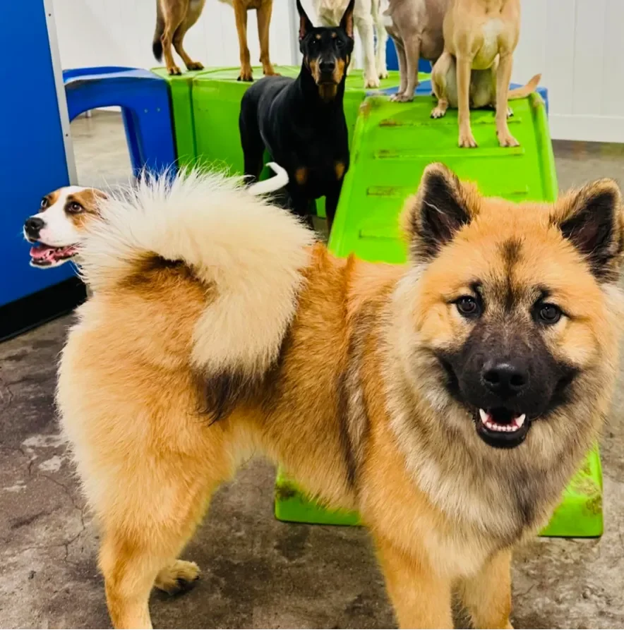 Happy dogs playing at a daycare, with a fluffy dog in the foreground and others on a climbing structure.