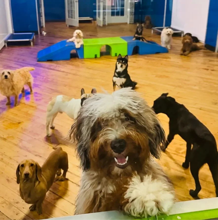 A happy dog in the foreground with various breeds playing in a colorful dog daycare setting.