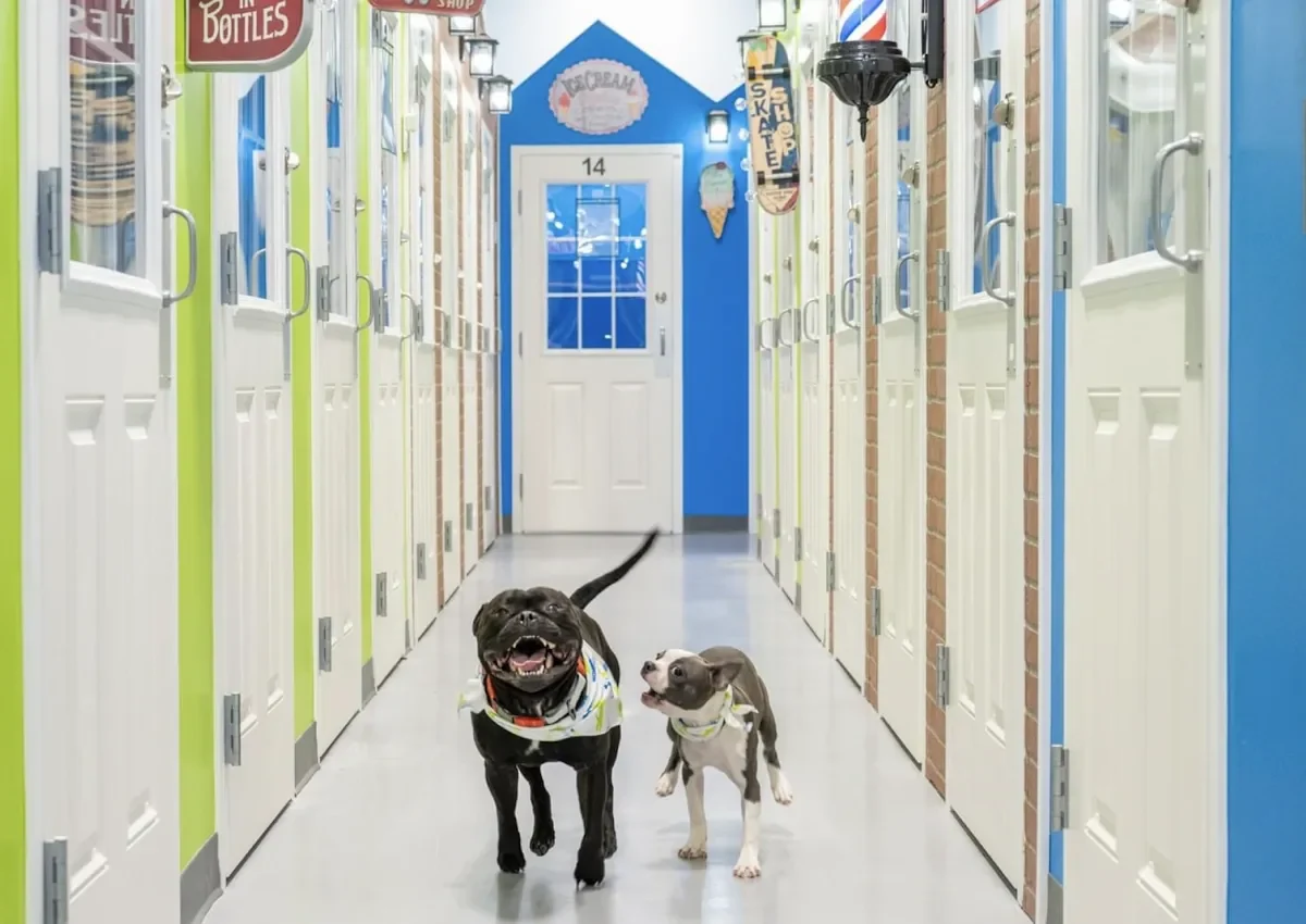 Two dogs happily walking down a colorful dog daycare hallway with open doors and playful decor.