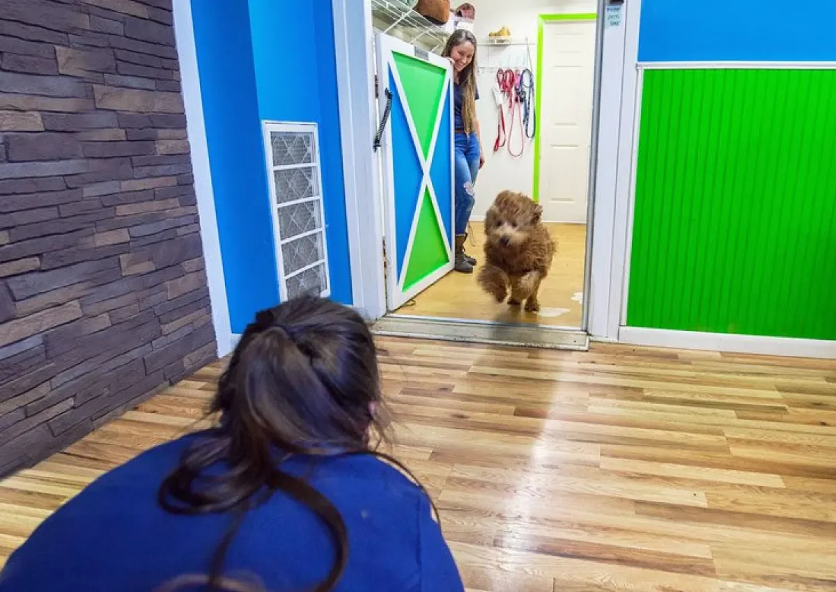 A playful dog runs toward a woman in a colorful dog daycare facility with vibrant walls.