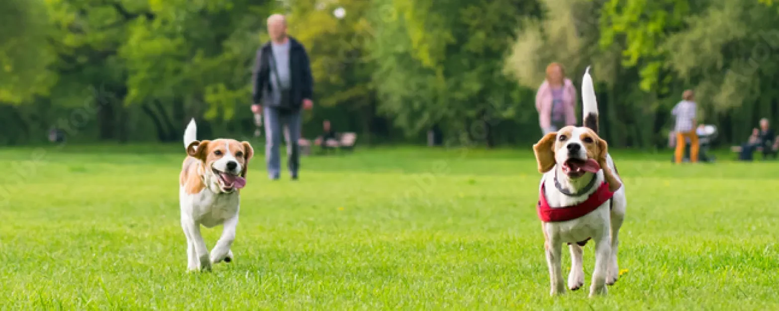 Two happy beagles running on a grassy field with people walking in the background.