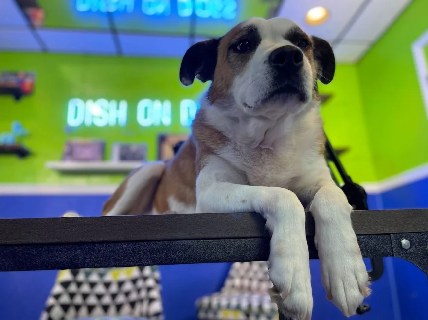 Brown and white dog resting on a table at a